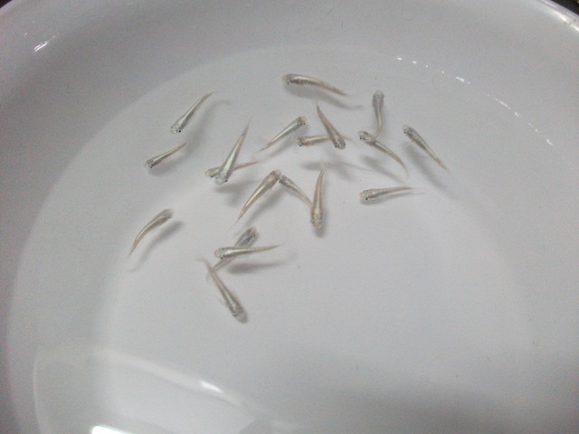 DSCF0288.JPG