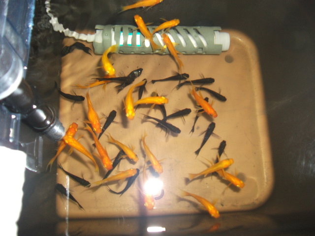 DSCF0296.JPG
