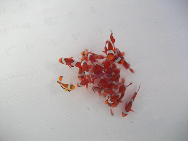 DSCF0329.JPG