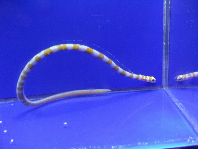 DSCF9229.JPG