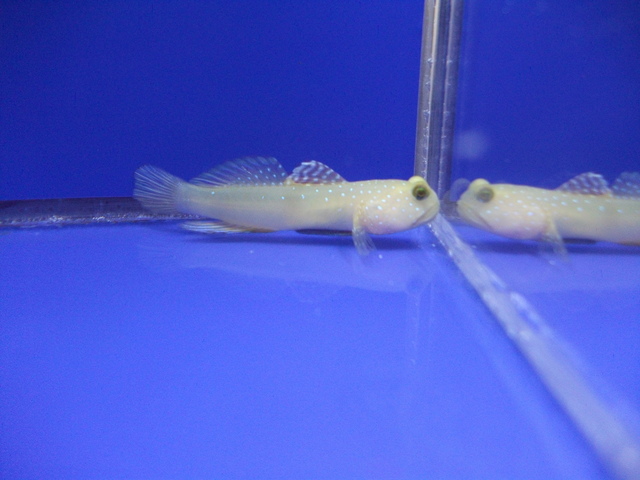 DSCF9484.JPG