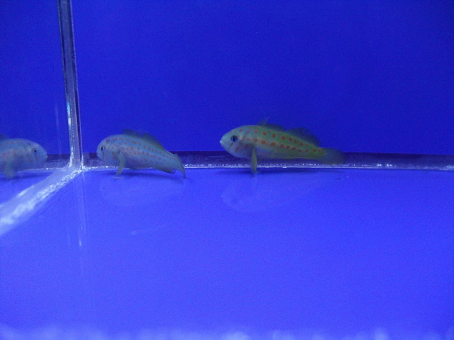 DSCF9876.JPG