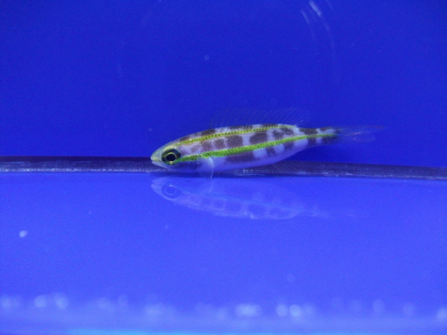 DSCF9988.JPG
