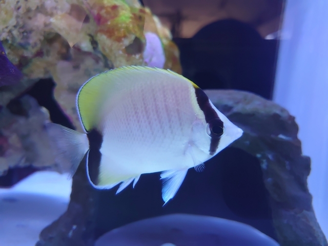 DSC_2062ﾘｰﾌﾊﾞﾀﾌﾗｲ.JPG