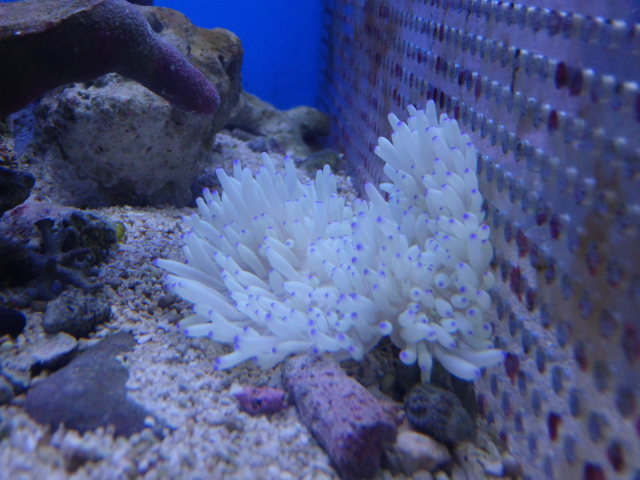イメージ 6